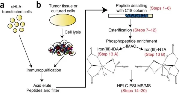 Figure 2: Diagram illustrating the Fe3+-IMAC phosphopeptide enrichment protocol that uses either nitrilotriacetic acid (NTA) or iminodiacetic acid (IDA) columns